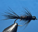 Black and Peacock Spider