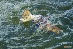 COBERT LAKE FISH OUT<br />APRIL 2017
