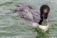 109_close_up_of_loon