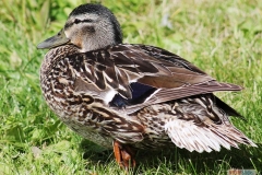 118_mallard_drake