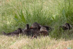 119_mallard_family