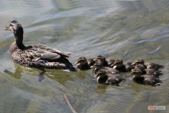 125_fl_2017_family_of_ducks