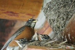 132_fl_2017_robin_in_nest