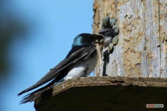 133fl_2017_swallow_feeding