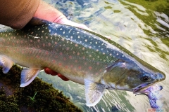 114_close_up_of_bulltrout
