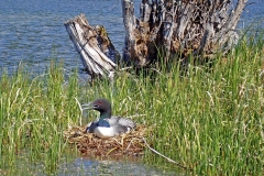 06_Knouff-Nesting-Loon
