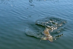 13_Knouff-Fish-On