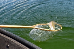 14_Knouff-Netting-Fish
