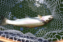 15_Knoff-Netted-Fish