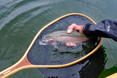Community-Henri-Fish-2