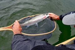 Community-Henri_s-Fish