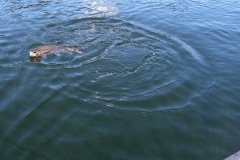 Community-Trout