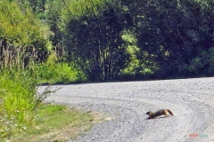 103_marmot