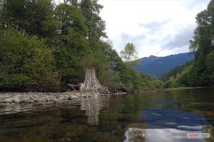 021_reflection_of_stump