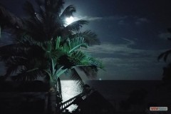 119_moon_thru_palms