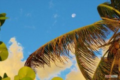 132_moon_over_the_palms