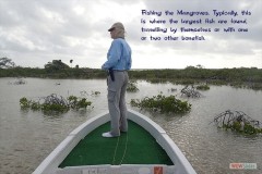 137_the_mangroves