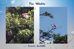 146_roseate_spoonbill