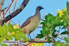 147_chacalaca