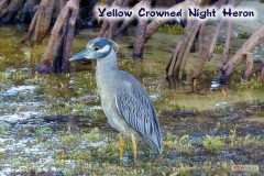148_yellowcrowned_night_heron