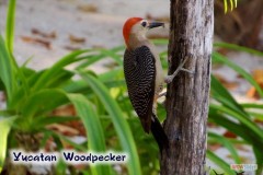 149_yucatan_woodpecker