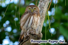 150_pygmy_owl